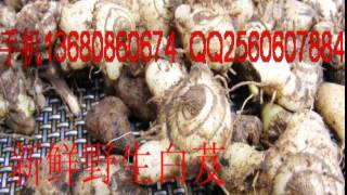 Bletilla Striata ManufacturersBletilla striataBletilla Striata suppliers china [upl. by Laro]