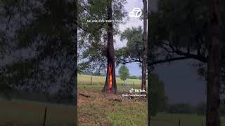 Inside of tree catches fire after lightning strikes in Florida [upl. by Atiekram678]