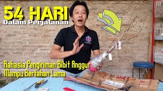 APA RAHASIANYA 54 Hari dalam perjalananbibit anggur ini mampu bertahan [upl. by Eiralc]