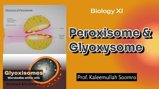 Peroxisome amp Glyoxysome  XI Biology [upl. by Grati]