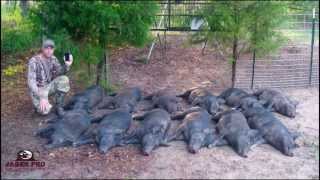 Wild Hog Trapping  14 1212 Success Trapping Feral Hogs in June Corn  JAGER PRO™ [upl. by Atinnek]