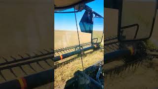 Swathing 345PC Invigor canola 35 M155 Macdon farming [upl. by Barden]