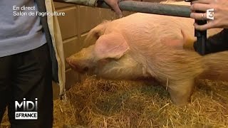 ANIMAUX  Figaro un cochon de 530 kilos [upl. by Erkan]