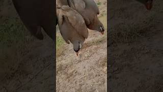 Hunting partridge Keklik avi Шикори кабк صيد الحجل Охота на куропатка Кекилик аңчылык [upl. by Dyoll537]