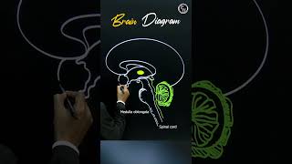 Want to Understand Your Brain Better Watch This Now pwenglish science biology [upl. by Airetahs]