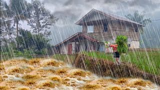 Heavy rain in beautiful countryside Indonesian village atmosphere during rain Sound of heavy rain [upl. by Anitroc]