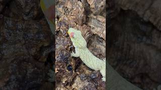 Eurydactylodes Veillardi 🦎 geckos reptiles snakes lizards small nano setup howto wildlife [upl. by Niro]