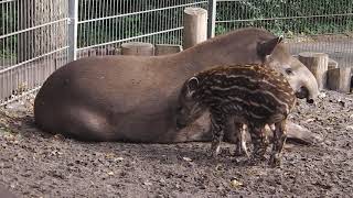 Jaderberg  Tierpark und Freizeitpark [upl. by Sigsmond]