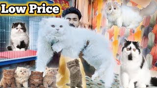 Persian cat price in Lahore  Tollinton market Lahore  pet market  cat shop  MMB pet lover [upl. by Adigirb]