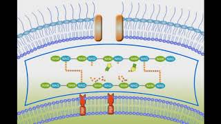 Penicillin Mechanism of Action animation video [upl. by Nallid]