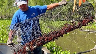 Crawfishing In The Atchafalaya Basin W Kip Barras CatchCook Crawfish Boil For 500 People [upl. by Einotna]