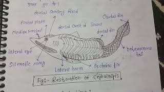 Origin  evolution general Organisation and affinities of ostracoderms  MSc zoology 3rd sem notes [upl. by Eva34]