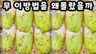 💚무 이걸 왜 몰랐죠 이렇게 맛있다니 놀랍습니다 한통 가득 만들어도 금방 다 먹어버립니다 [upl. by Mabel]