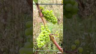 Lokkelebery Vineyard Welwyn Hertfordshire [upl. by Alric]