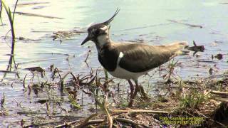 TOFSVIPA Northern Lapwing Vanellus vanellus Klipp  1186 [upl. by Ellennahs]