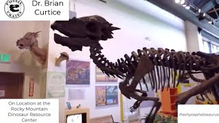 Pachycephalosaurus and Thescelosaurus teeth at the Rocky Mountain Dinosaur Resource Center [upl. by Sinnoda]