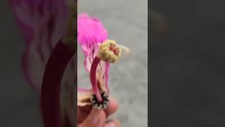 Half Flower of Floss Silk Treebeautifulnatureplantstreesshortsviraltrendingyoutubeshorts [upl. by Lehar]