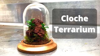 Cloche Terrarium  How to Build [upl. by Garceau]