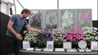 displaying agapanthus with gold medal winners Hoyland Plant Centre [upl. by Leilamag]