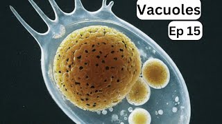 Ep 15  Vacuoles  The Fundamental unit of life [upl. by Ahsaelat]