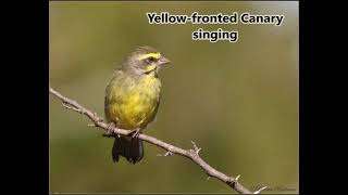 Yellowfronted Canary singing [upl. by Moht]