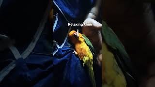 Relaxing time birds music love youtubeshorts [upl. by Kerad]