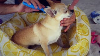 Pampering amp Grooming My Dog for ASMR [upl. by Lucias]