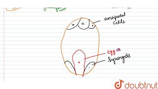 a Draw a labelled diagram of the sectional view of a typical anatropous ovule [upl. by Elisha]