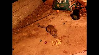 Totally Chill BushyTailed Woodrat  Comes When Called  WHY  Maybe I Look or Smell Like a Rat [upl. by Htabazile]