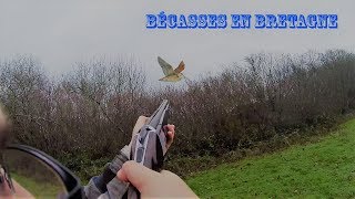 Chasse de la Bécasse en Bretagne [upl. by Ydok355]