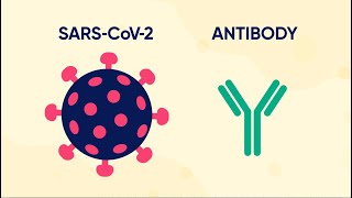 Monoclonal Antibody Therapy for COVID19 What Is It and How Does It Work [upl. by Aryam760]