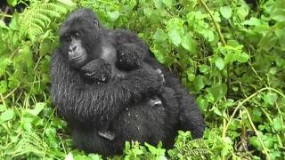 Gorilla Twins Day 5 Hirwa Group Rwanda [upl. by Mirelle]