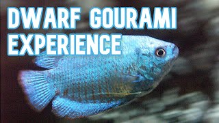 Dwarf Gourami  My Experience Keeping [upl. by Enehpets]