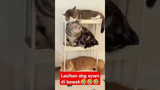 oyen di kerjain dua embul cat tingkahkucing kucing tingkahlucukucing [upl. by Jacinta777]