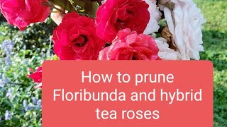 How to prune Floribunda roses [upl. by Kellsie925]