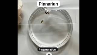 Planarian Regeneration real time live [upl. by Pippa]