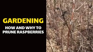 GARDENING How and why to Prune Raspberries [upl. by Akinaj52]