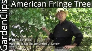 American Fringe Tree  Chionanthus virginicus [upl. by Traggat767]