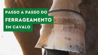 Ferrageamento em Cavalo  Passo a Passo Técnico  Veterinária Consciente [upl. by Neeven]