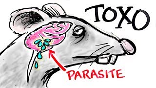 Toxoplasma  The Parasite That Turns FEAR Into DESIRE [upl. by Kylynn73]