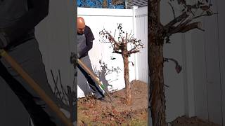 shorts bonsai bonsaitree gardening Digging a yamadori Ninebark tree for our bonsai garden [upl. by Ylicec]