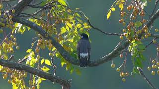 White cheeked Starling 灰椋鳥 [upl. by Hulen576]