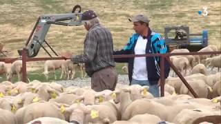 Attaques du loup en Lozère  retour anticipé à la bergerie [upl. by Oicaro293]