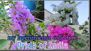 How to grow care and uses of lagerstroemia in tamil  crape Myrtle  Hindi in jarul [upl. by Ursel]