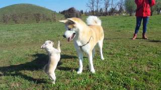 Akita Inu and dancing Chihuahua Japanese Akita 秋田犬 [upl. by Ebert]