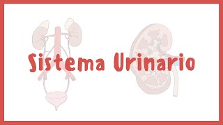 ANATOMÍA  Sistema urinario riñones vejiga uretra y uréteres  Blasto Med [upl. by Tica]