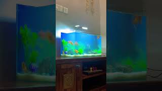 Gold fish aquarium  Aquarist Design Studio fishaquarium goldfish [upl. by Aisat]