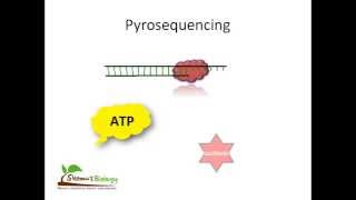 Pyrosequencing [upl. by Bernete]