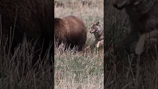 Coyote hazes grizzly bear to protect pups shorts outdoors nature animals wildlife [upl. by Uird]