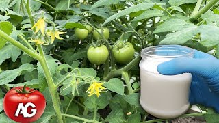 After this treatment tomatoes immediately bear fruit and never get sick with late blight [upl. by Selina]